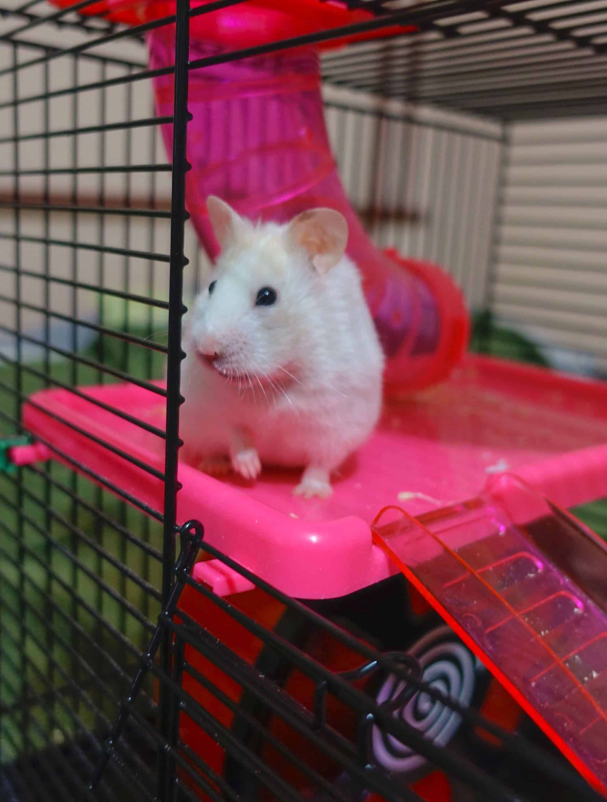 Meilleure cage à hamster le comparatif en septembre 2024