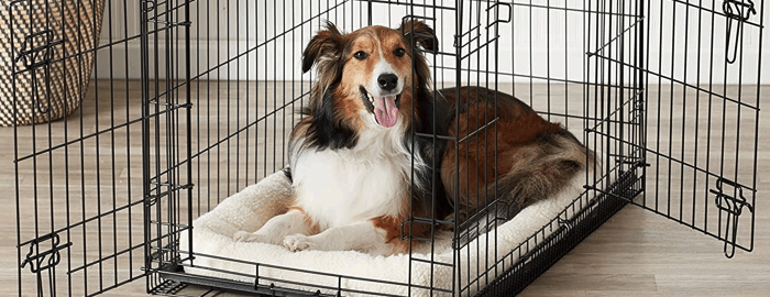 grad chien dans une cage pour chien 