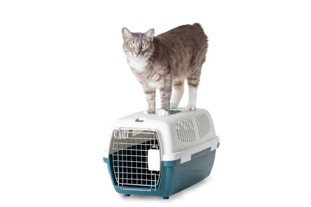 Caisse de transport pour chat : quel modèle choisir ? en octobre 2025