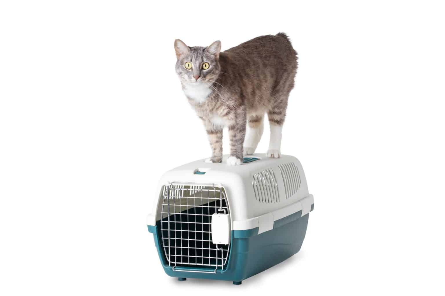 Caisse De Transport Pour Chat Snugsy - 50x33x32 Cm, Légère 1,14 Kg, Porte Métal, Plusieurs Couleurs