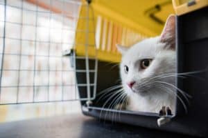 chat dans une caisse de transport pour chat
