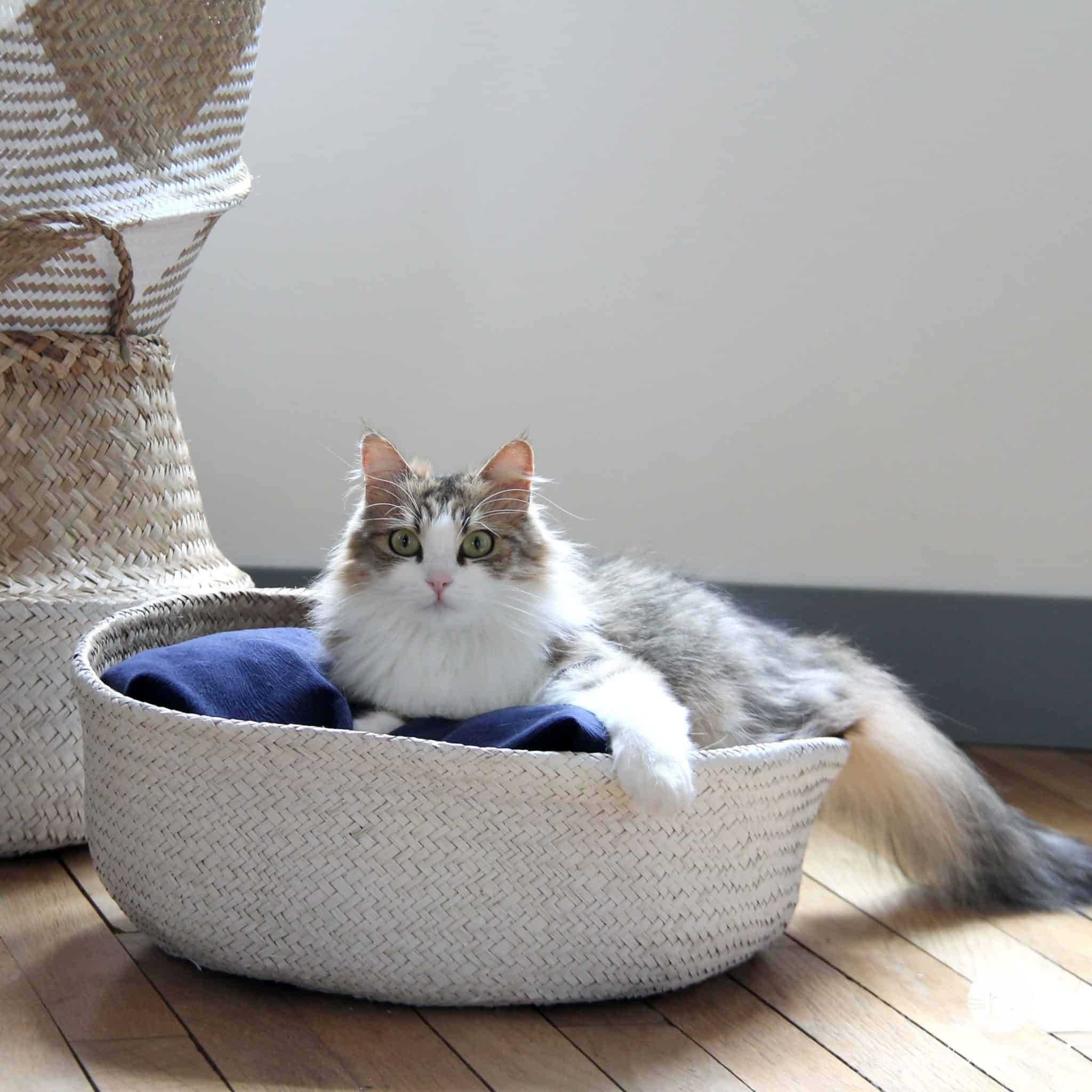 Les meilleurs paniers pour chat du moment en octobre 2024