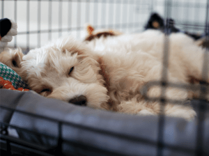 chien confortablement dans une cage pour chien